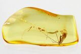 Fossil Crane Fly (Limoniidae) In Baltic Amber #328227-1